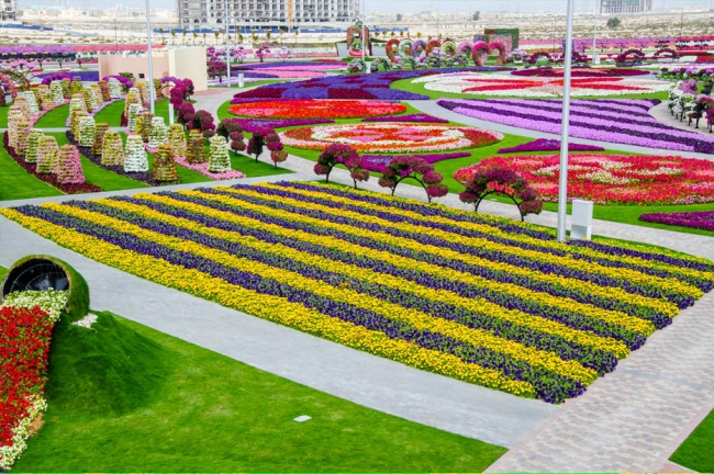 Miracle Garden - il più grande giardino di fiori naturale del mondo19