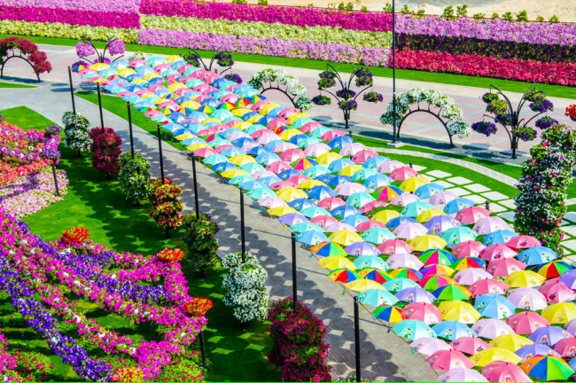 Miracle Garden - il più grande giardino di fiori naturale del mondo27