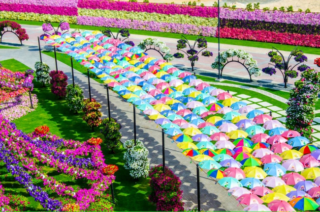 Miracle Garden - il più grande giardino di fiori naturale del mondo27