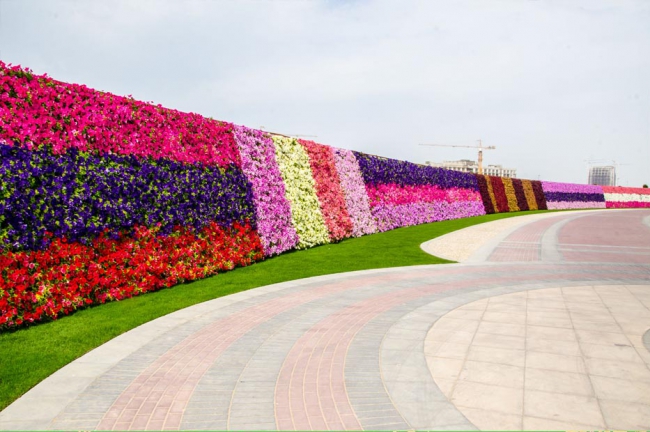 Miracle Garden - il più grande giardino di fiori naturale del mondo30