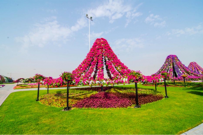 Miracle Garden - il più grande giardino di fiori naturale del mondo6