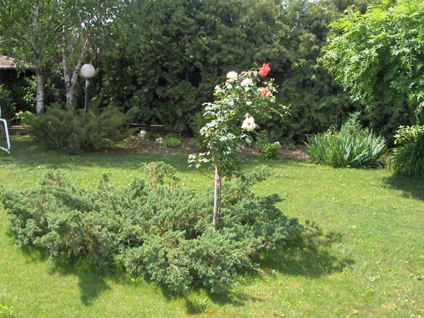 Un giardino rilassante,con legno e pietra2