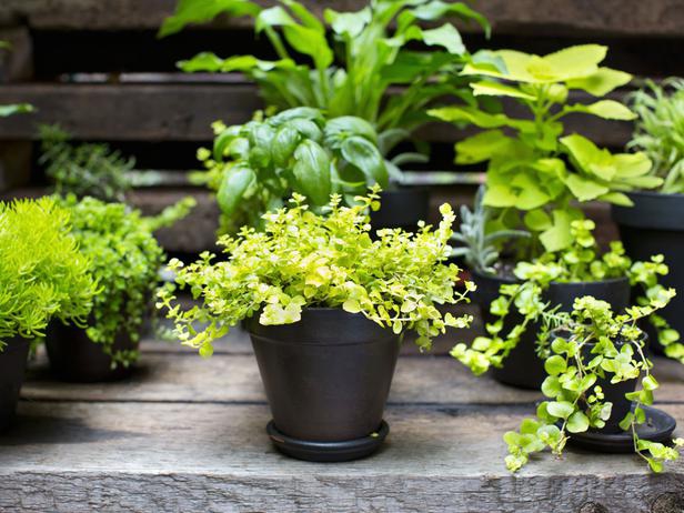 Arrangiamento per un giardino urbano di New York 7