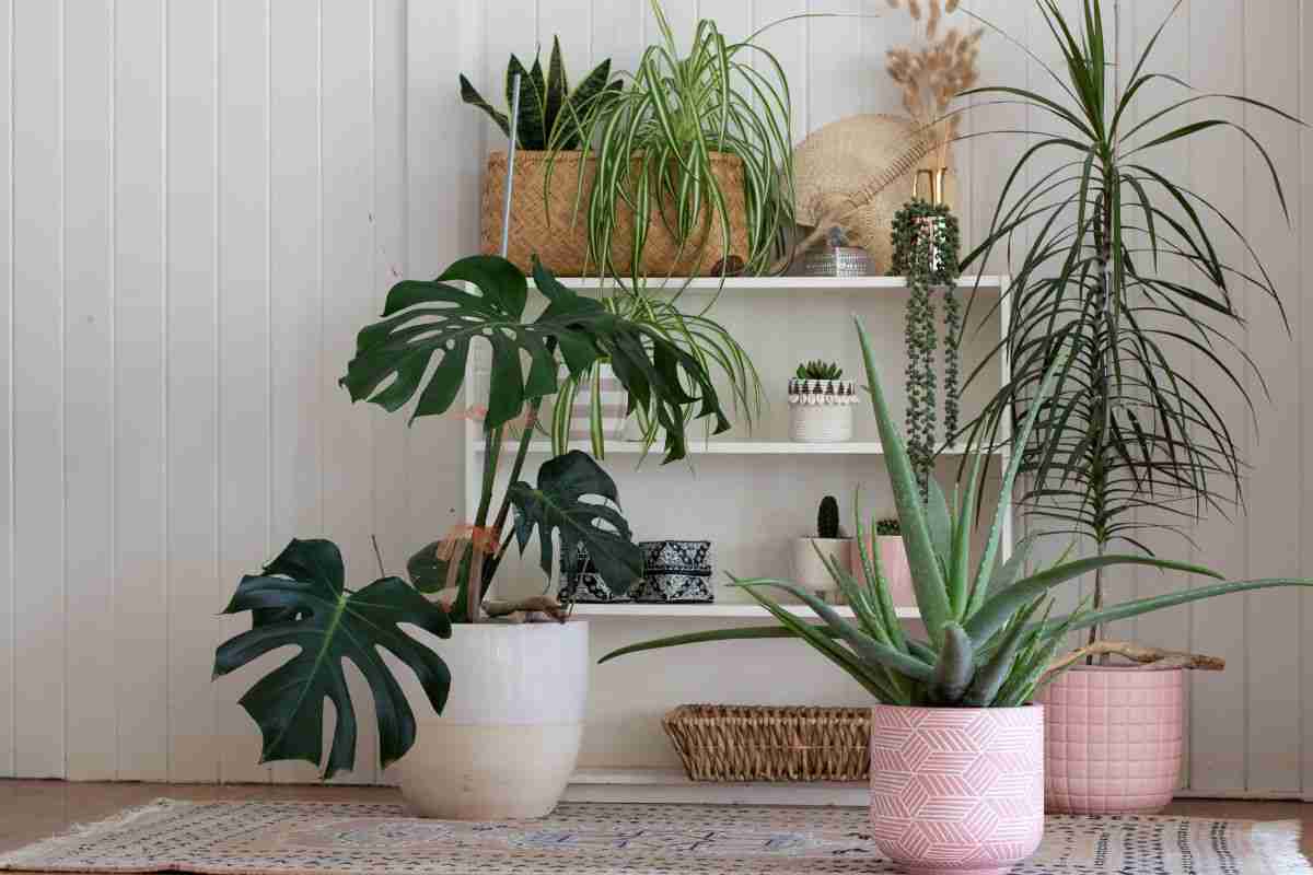 Quali piante tenere in casa